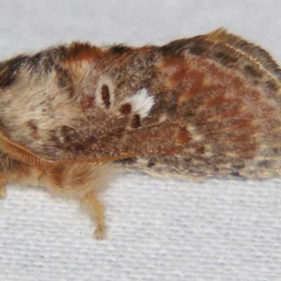 Pseudanapaea (genus) (A cup moth) at Sheldon, QLD - 21 Jul 2007 by PJH123