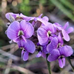 Hovea heterophylla at O'Connor, ACT - 18 Aug 2023 03:39 PM