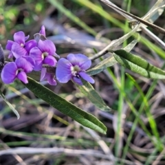 Hovea heterophylla at O'Connor, ACT - 18 Aug 2023