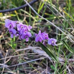 Hovea heterophylla at O'Connor, ACT - 18 Aug 2023 03:39 PM