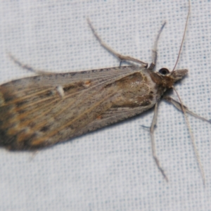 Lygephila fallax at Sheldon, QLD - 21 Jul 2007