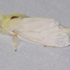 Trichiocercus sparshalli (Sparshall's Moth) at Sheldon, QLD - 21 Jul 2007 by PJH123