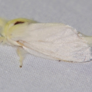 Trichiocercus sparshalli at Sheldon, QLD - suppressed