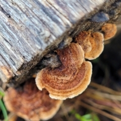 Xylobolus illudens (Purplish Stereum) at O'Connor, ACT - 18 Aug 2023 by trevorpreston