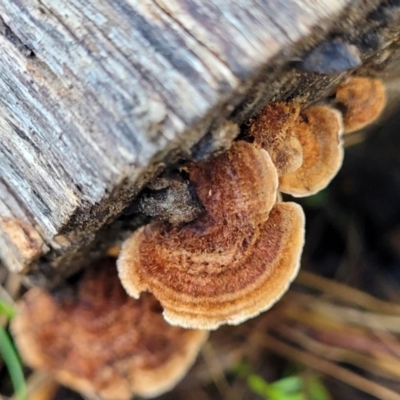 Xylobolus illudens (Purplish Stereum) at Banksia Street Wetland Corridor - 18 Aug 2023 by trevorpreston