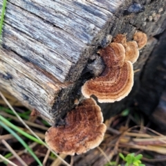 Xylobolus illudens at O'Connor, ACT - 18 Aug 2023