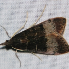 Uresiphita ornithopteralis (Tree Lucerne Moth) at Sheldon, QLD - 21 Jul 2007 by PJH123