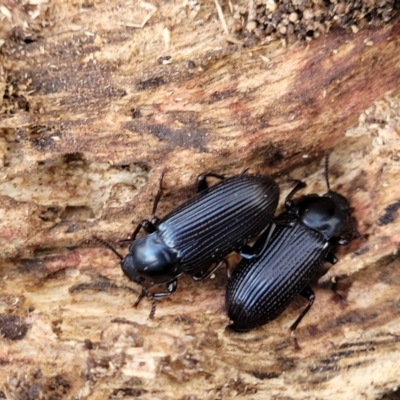 Meneristes australis (Darking beetle) at O'Connor, ACT - 18 Aug 2023 by trevorpreston