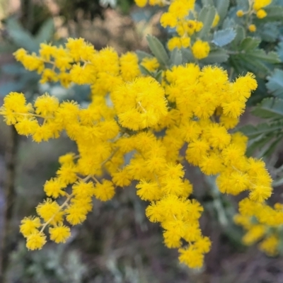 Acacia baileyana (Cootamundra Wattle, Golden Mimosa) at Banksia Street Wetland Corridor - 18 Aug 2023 by trevorpreston