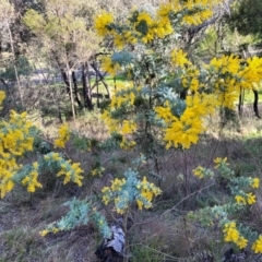 Acacia baileyana at O'Connor, ACT - 18 Aug 2023 03:38 PM