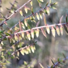 Styphelia fletcheri subsp. brevisepala (Twin Flower Beard-Heath) at Banksia Street Wetland Corridor - 18 Aug 2023 by trevorpreston