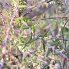 Leucopogon fletcheri subsp. brevisepalus at O'Connor, ACT - 18 Aug 2023