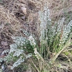 Cryptandra amara (Bitter Cryptandra) at Banksia Street Wetland Corridor - 18 Aug 2023 by trevorpreston