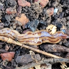 Anzoplana trilineata (A Flatworm) at O'Connor, ACT - 18 Aug 2023 by trevorpreston