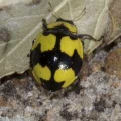 Illeis galbula (Fungus-eating Ladybird) at Higgins, ACT - 27 Jul 2023 by AlisonMilton