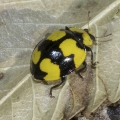 Illeis galbula at Higgins, ACT - 27 Jul 2023 10:35 AM