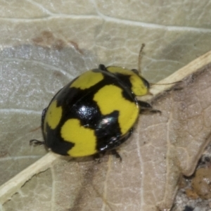 Illeis galbula at Higgins, ACT - 27 Jul 2023 10:35 AM