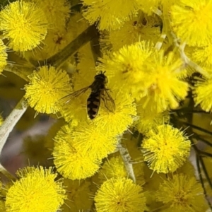 Syrphini (tribe) at Molonglo Valley, ACT - 17 Aug 2023