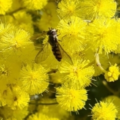 Syrphini (tribe) at Molonglo Valley, ACT - 17 Aug 2023