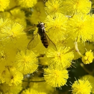 Syrphini sp. (tribe) at Molonglo Valley, ACT - 17 Aug 2023