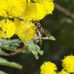 Syrphini (tribe) at Molonglo Valley, ACT - 17 Aug 2023