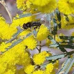 Syrphini (tribe) at Molonglo Valley, ACT - 17 Aug 2023