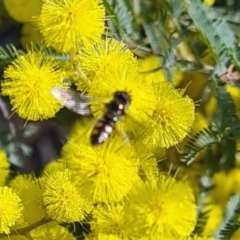 Syrphini (tribe) at Molonglo Valley, ACT - 17 Aug 2023