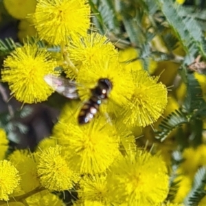 Syrphini (tribe) at Molonglo Valley, ACT - 17 Aug 2023