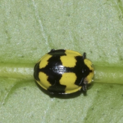 Illeis galbula (Fungus-eating Ladybird) at Higgins, ACT - 17 Aug 2023 by AlisonMilton