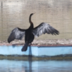 Anhinga novaehollandiae (Australasian Darter) at Lake Ginninderra - 17 Aug 2023 by AlisonMilton