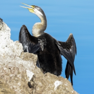 Anhinga novaehollandiae (Australasian Darter) at Belconnen, ACT - 17 Aug 2023 by AlisonMilton