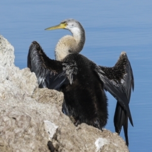 Anhinga novaehollandiae at Belconnen, ACT - 17 Aug 2023 10:50 AM