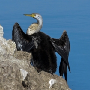 Anhinga novaehollandiae at Belconnen, ACT - 17 Aug 2023 10:50 AM