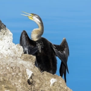 Anhinga novaehollandiae at Belconnen, ACT - 17 Aug 2023 10:50 AM