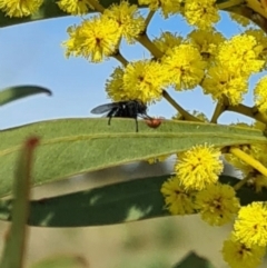 Unidentified True fly (Diptera) at National Arboretum Forests - 17 Aug 2023 by galah681