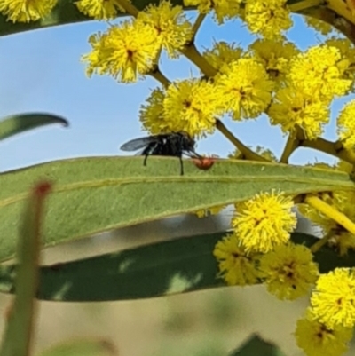 Unverified True fly (Diptera) at Molonglo Valley, ACT - 17 Aug 2023 by galah681