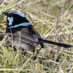 Malurus cyaneus (Superb Fairywren) at Lake Ginninderra - 17 Aug 2023 by AlisonMilton