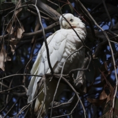 Cacatua sanguinea (Little Corella) at Belconnen, ACT - 17 Aug 2023 by AlisonMilton