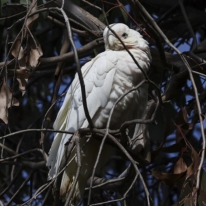 Cacatua sanguinea at Belconnen, ACT - 17 Aug 2023 11:25 AM