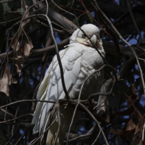 Cacatua sanguinea at Belconnen, ACT - 17 Aug 2023 11:25 AM