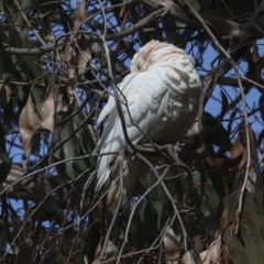 Cacatua sanguinea at Belconnen, ACT - 17 Aug 2023 11:25 AM