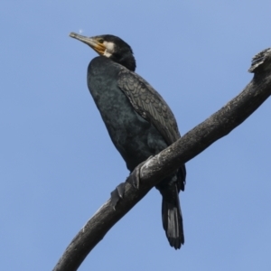 Phalacrocorax carbo at Belconnen, ACT - 17 Aug 2023