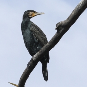 Phalacrocorax carbo at Belconnen, ACT - 17 Aug 2023