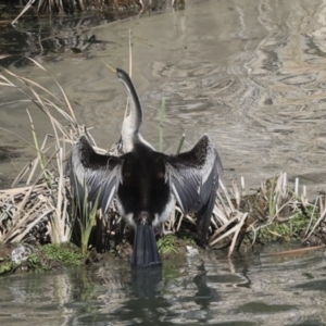 Anhinga novaehollandiae at Belconnen, ACT - 17 Aug 2023 11:50 AM