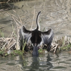 Anhinga novaehollandiae at Belconnen, ACT - 17 Aug 2023 11:50 AM