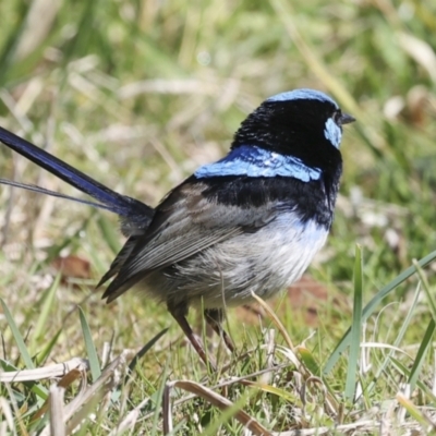 Malurus cyaneus (Superb Fairywren) at Lake Ginninderra - 17 Aug 2023 by AlisonMilton