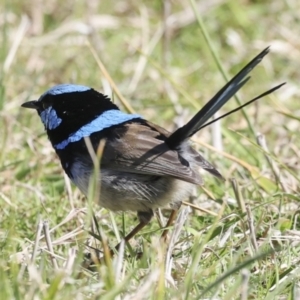 Malurus cyaneus at Belconnen, ACT - 17 Aug 2023 12:00 PM