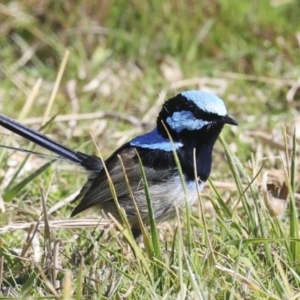 Malurus cyaneus at Belconnen, ACT - 17 Aug 2023 12:00 PM