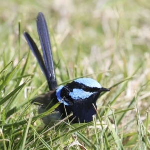 Malurus cyaneus at Belconnen, ACT - 17 Aug 2023 12:00 PM