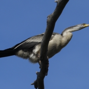 Anhinga novaehollandiae at Belconnen, ACT - 17 Aug 2023